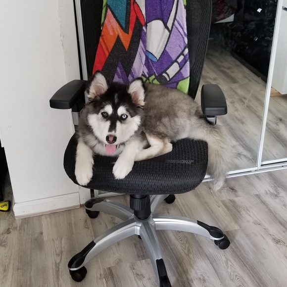 Meet your Posher, Simone - Picture 3 of 4